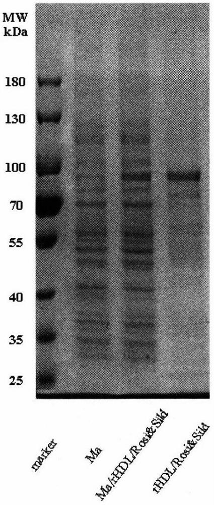 Preparation and application of a cell membrane biomimetic lipoprotein targeting nano drug delivery system