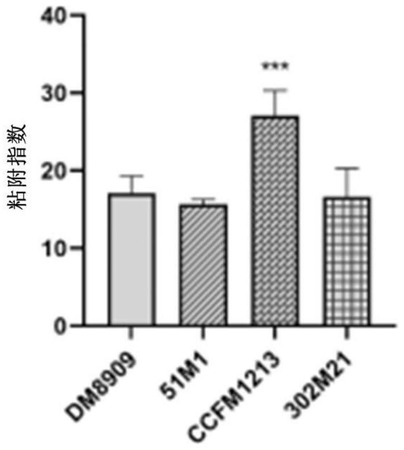 Lactobacillus jensenii for relieving inflammation caused by gardnerella vaginalis and application of lactobacillus jensenii