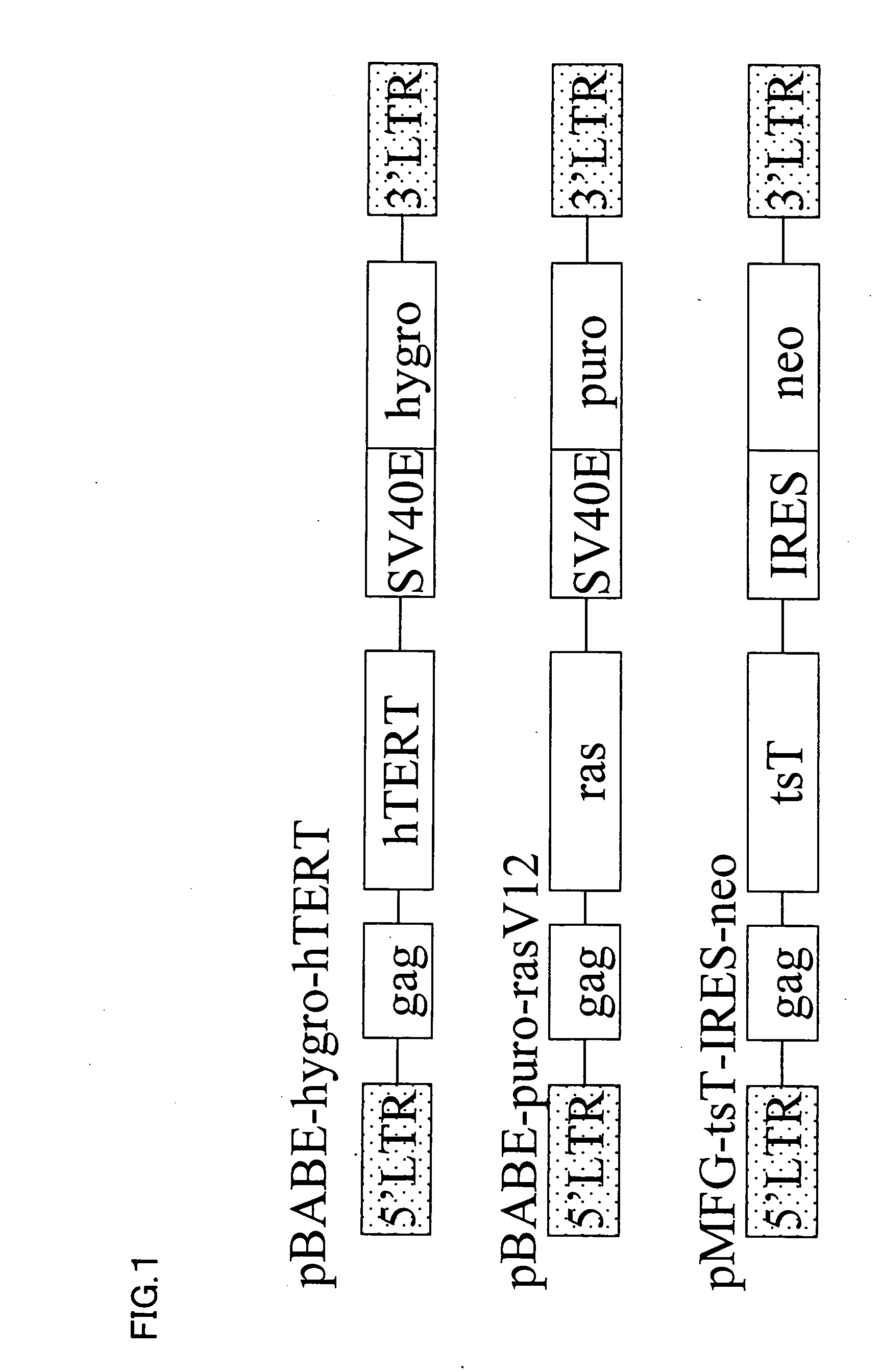 Immortalized mesenchymal cells and utilization thereof