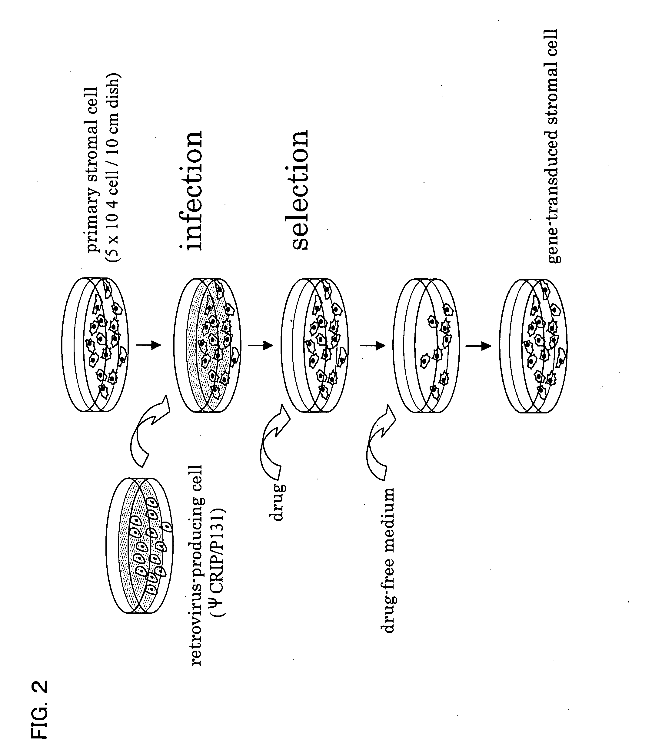 Immortalized mesenchymal cells and utilization thereof