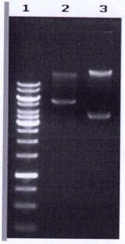 Anti-monocytic leukemia-associated antigen mla-34 fully human monoclonal single-chain antibody scfv