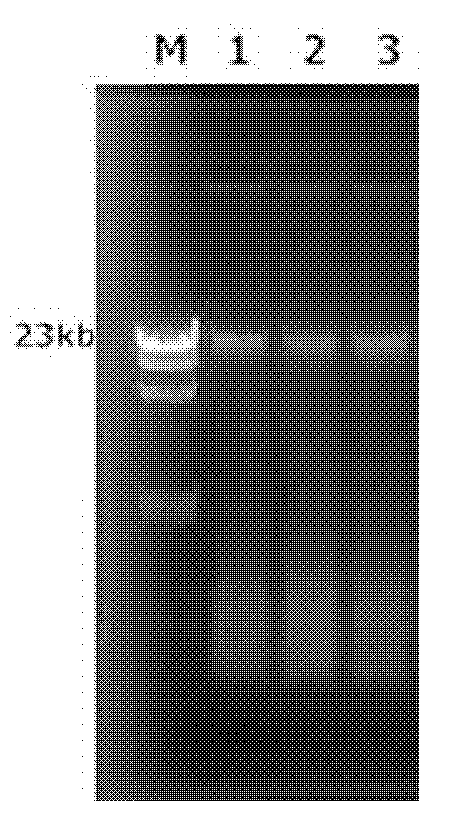 Method for simultaneously extracting total DNA and RNA from compost