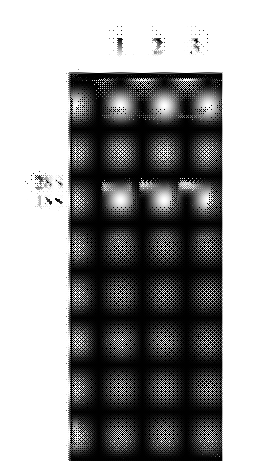 Method for simultaneously extracting total DNA and RNA from compost