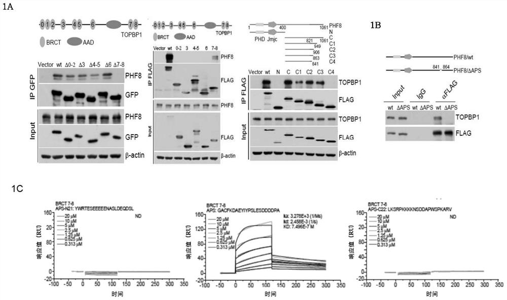 A kind of polypeptide and its application in preparation of medicine for treating breast cancer