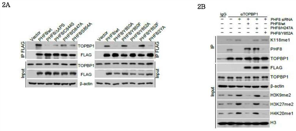 A kind of polypeptide and its application in preparation of medicine for treating breast cancer