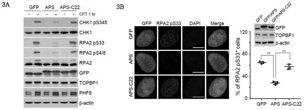 A kind of polypeptide and its application in preparation of medicine for treating breast cancer