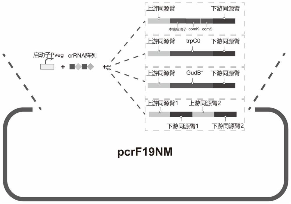 Bacillus subtilis with inactivated extracellular protease as well as construction method and application of bacillus subtilis