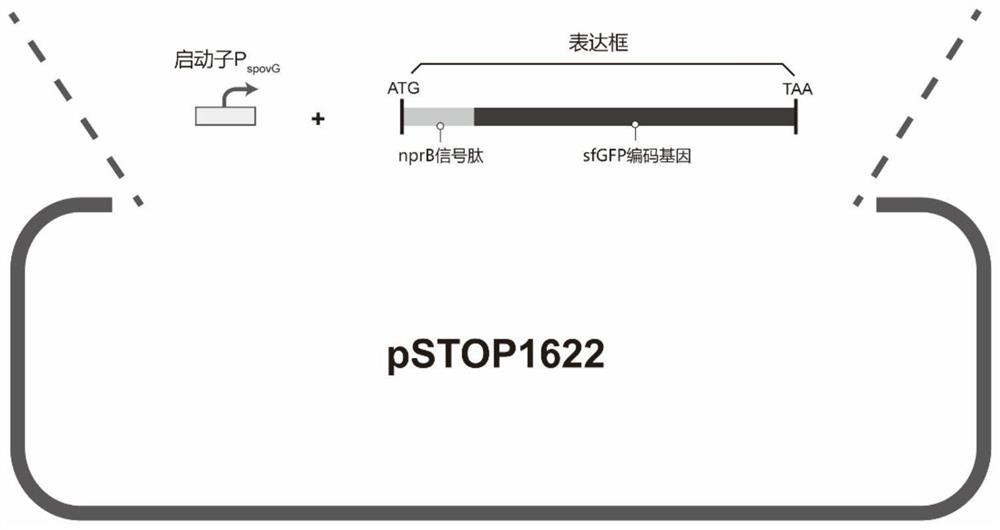 Bacillus subtilis with inactivated extracellular protease as well as construction method and application of bacillus subtilis