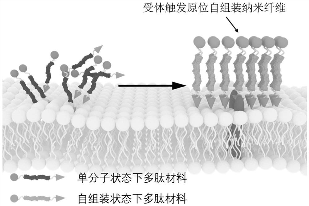 Polypeptide imaging probe as well as preparation method and application thereof