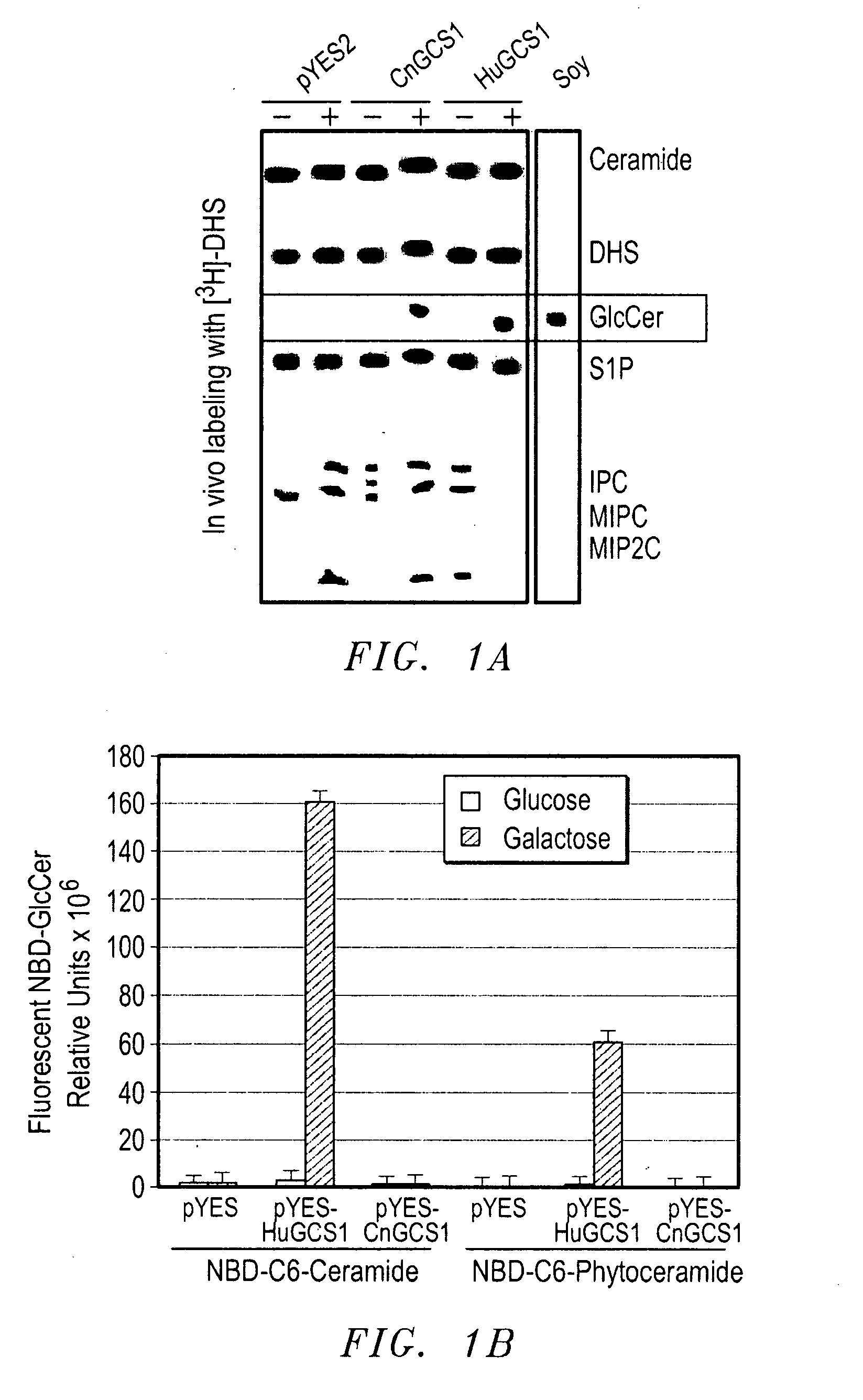 Methods For The Diagnosis And Treatment of Fungal Infections Caused By Microorganisms Producing Glucosylceramide