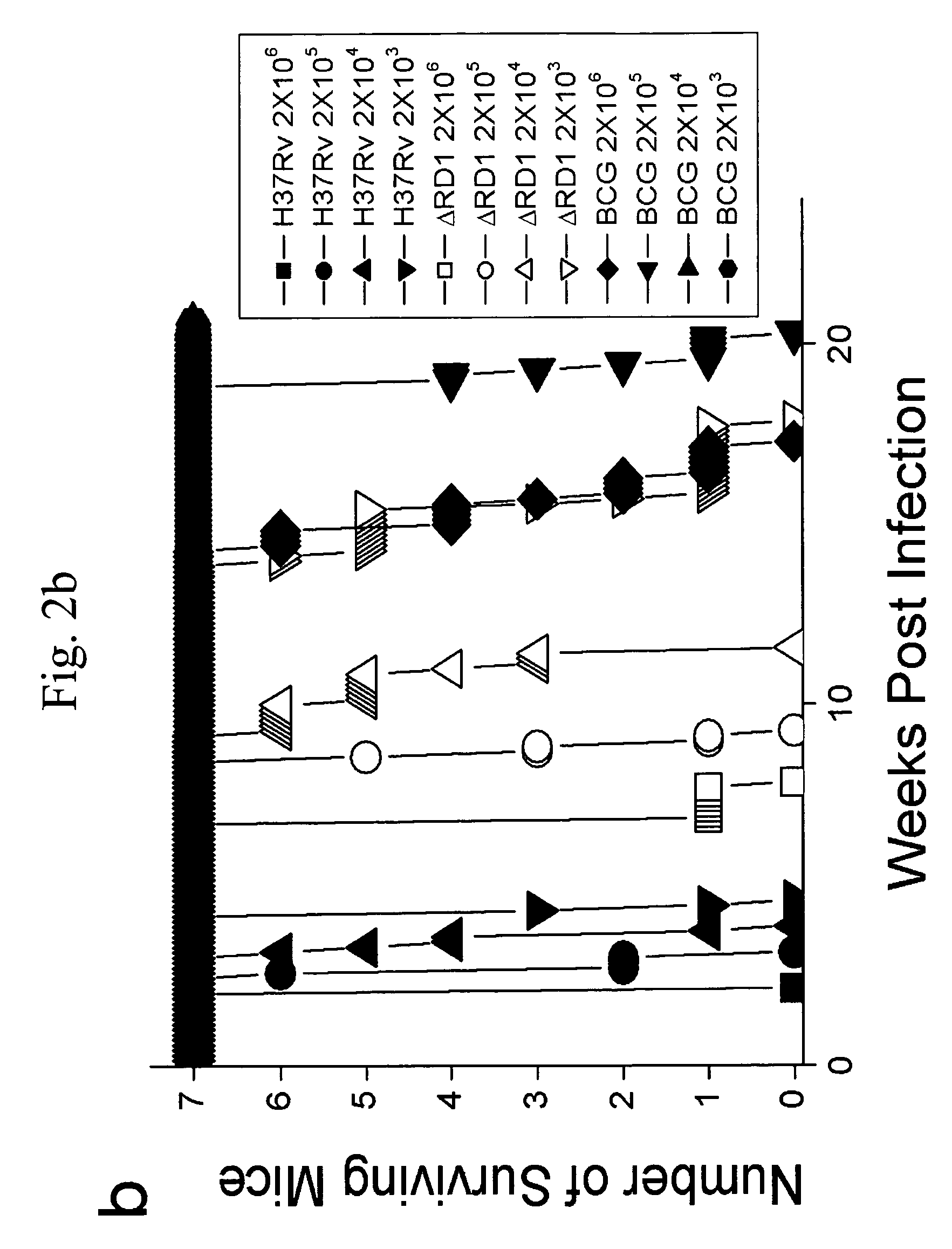 Attenuated Mycobacterium tuberculosis vaccines