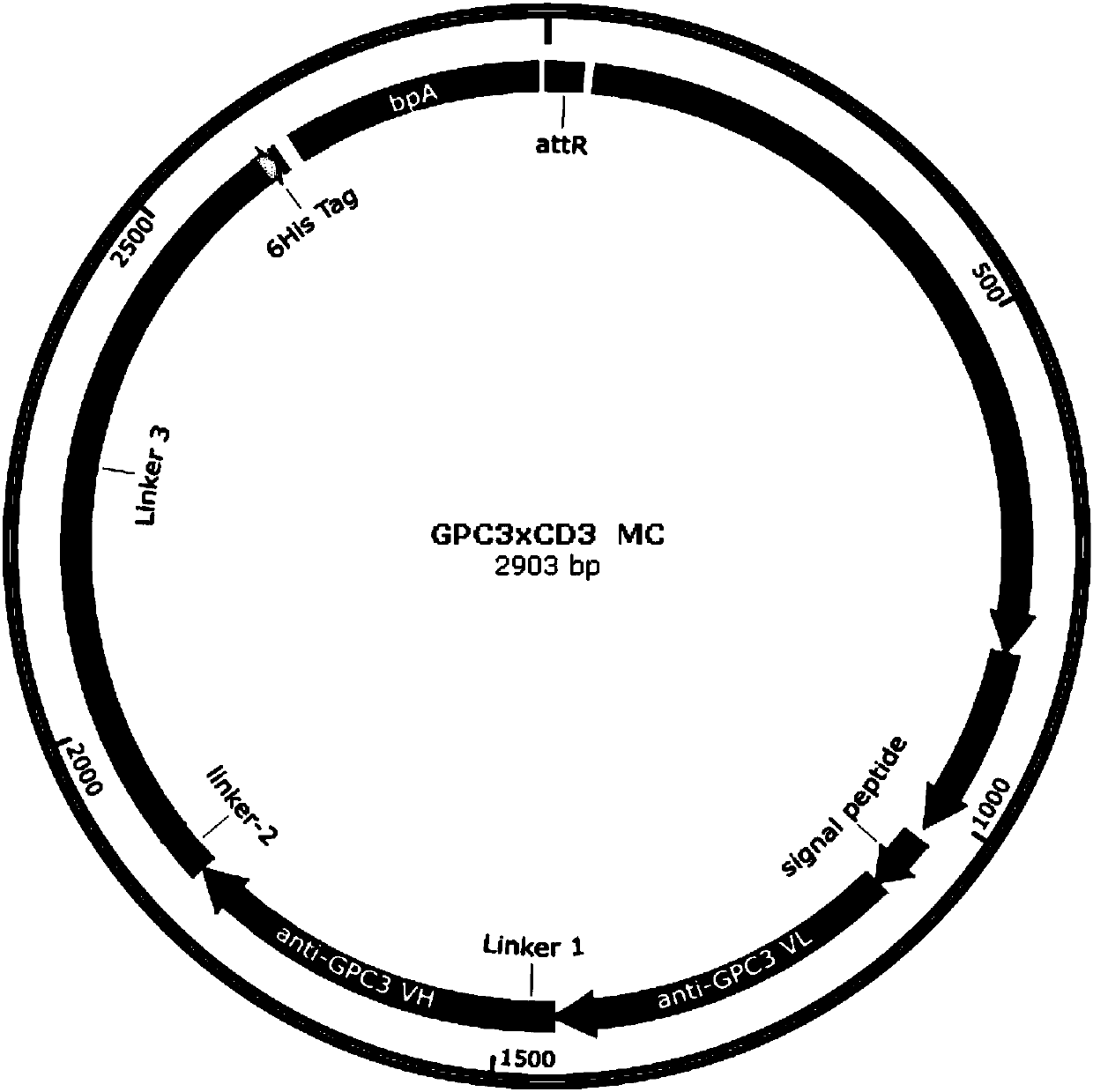 Anti-GPC3 and anti-CD3 bispecific antibody, minicircle DNA containing anti-GPC3 and anti-CD3 bispecific antibody expression cassette, and applications of anti-GPC3 and anti-CD3 bispecific antibody and minicircle DNA