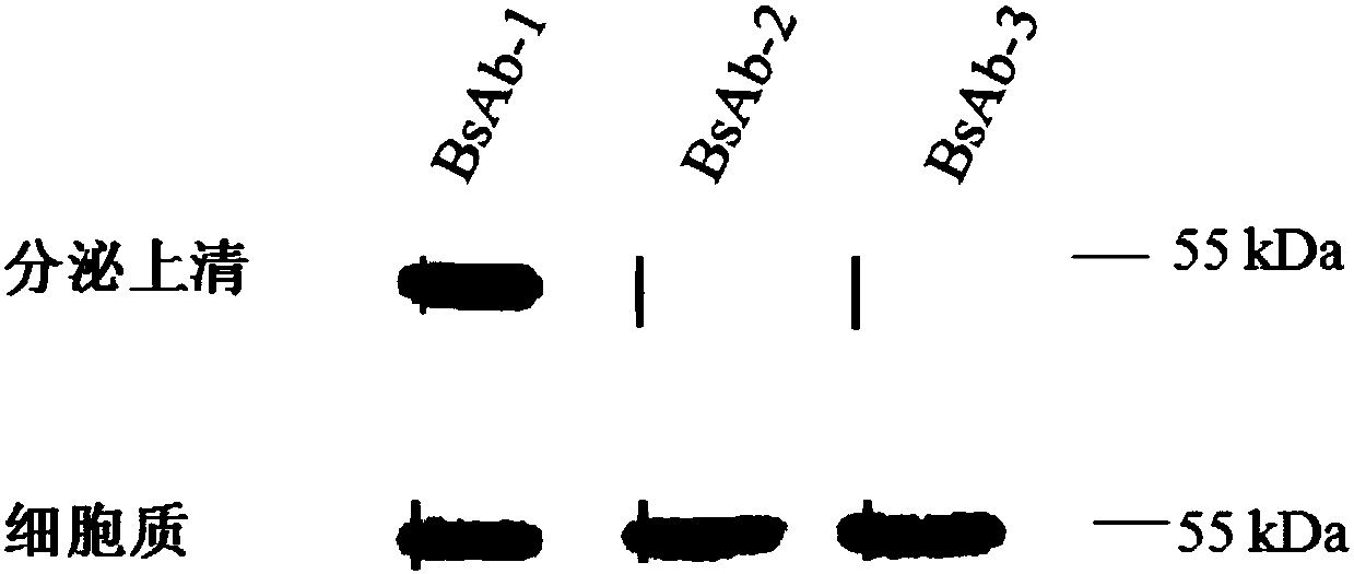 Anti-GPC3 and anti-CD3 bispecific antibody, minicircle DNA containing anti-GPC3 and anti-CD3 bispecific antibody expression cassette, and applications of anti-GPC3 and anti-CD3 bispecific antibody and minicircle DNA