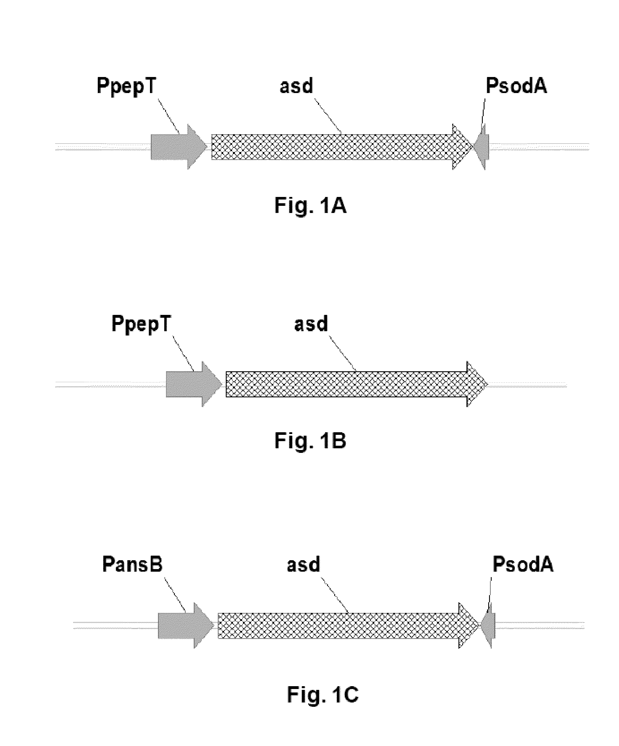 Modified bacteria and their uses thereof for the treatment of cancer or tumor