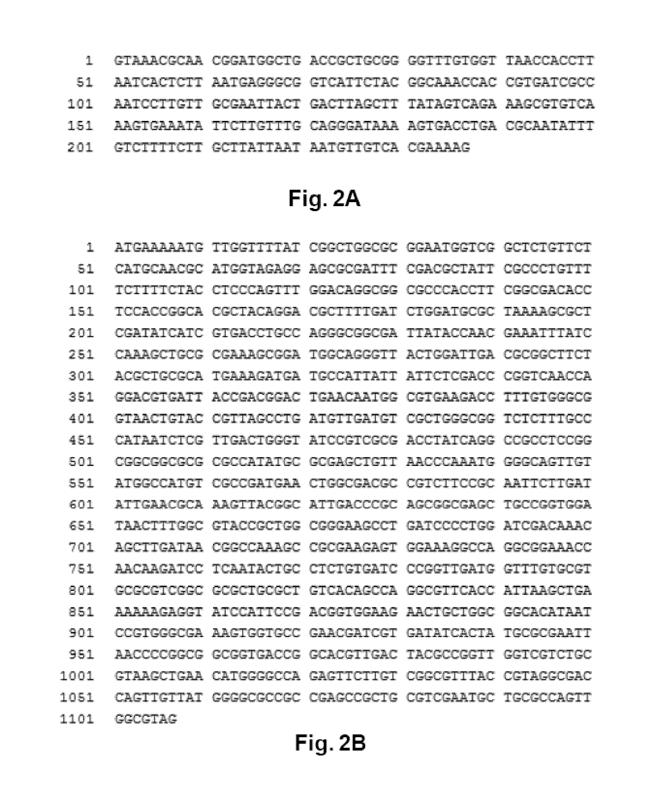 Modified bacteria and their uses thereof for the treatment of cancer or tumor