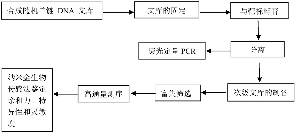 Nucleic acid aptamer for detecting clenbuterol hydrochloride and screening method and application thereof