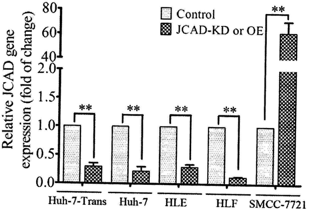 Cancer promotion gene JCAD and application by taking the same as target to prepare drugs for treating liver cancer