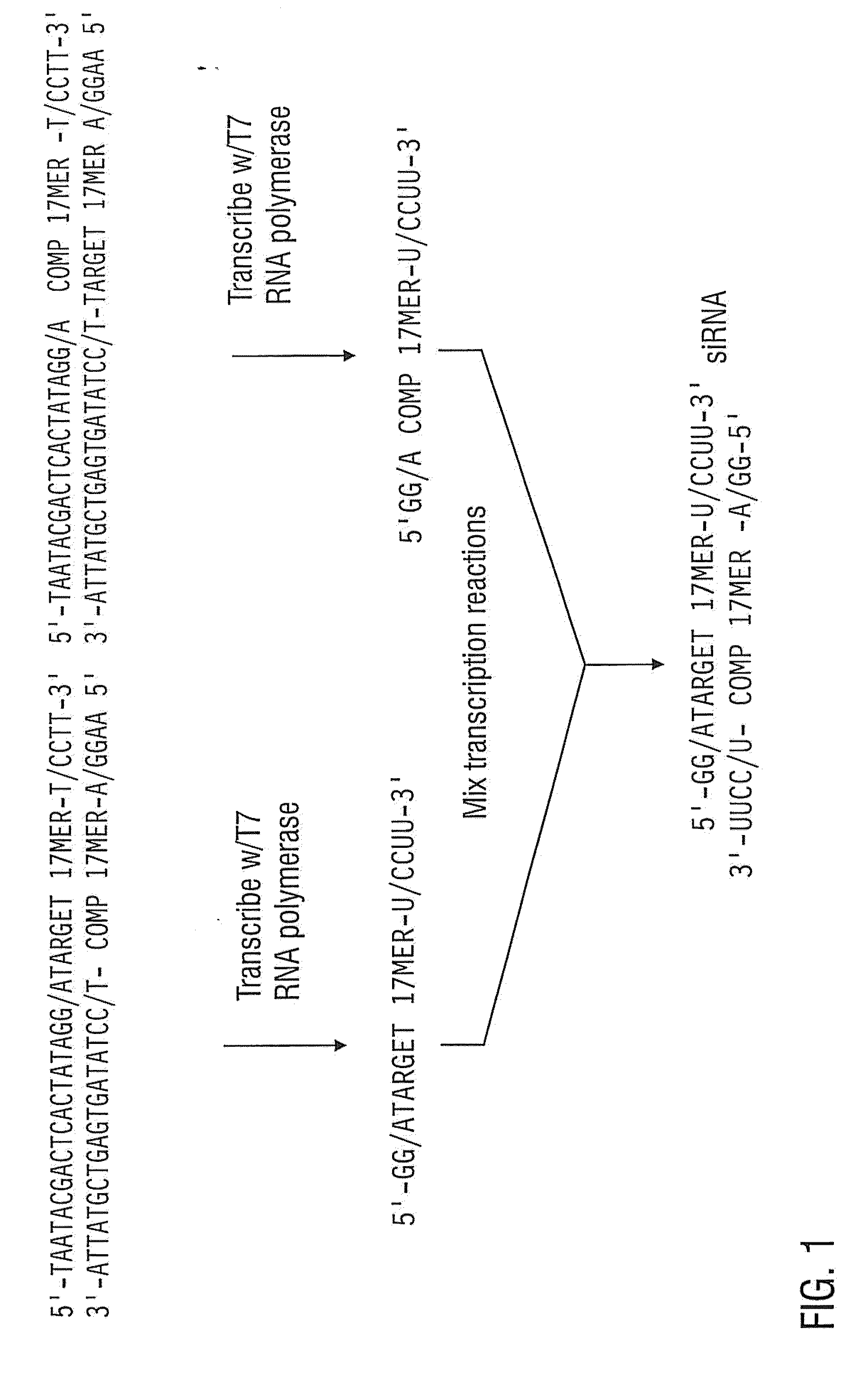 HIGH POTENCY siRNAS FOR REDUCING THE EXPRESSION OF TARGET GENES