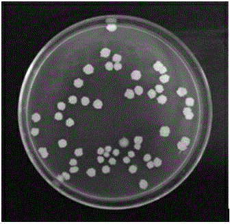 Salt-resistance Bacillusmethylotrophicus strain LJ and application thereof