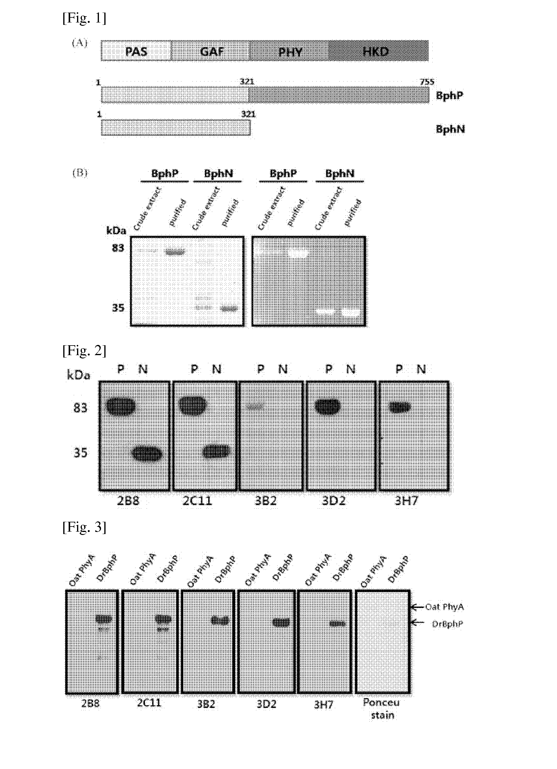 Novel Peptide Tag and Uses Thereof