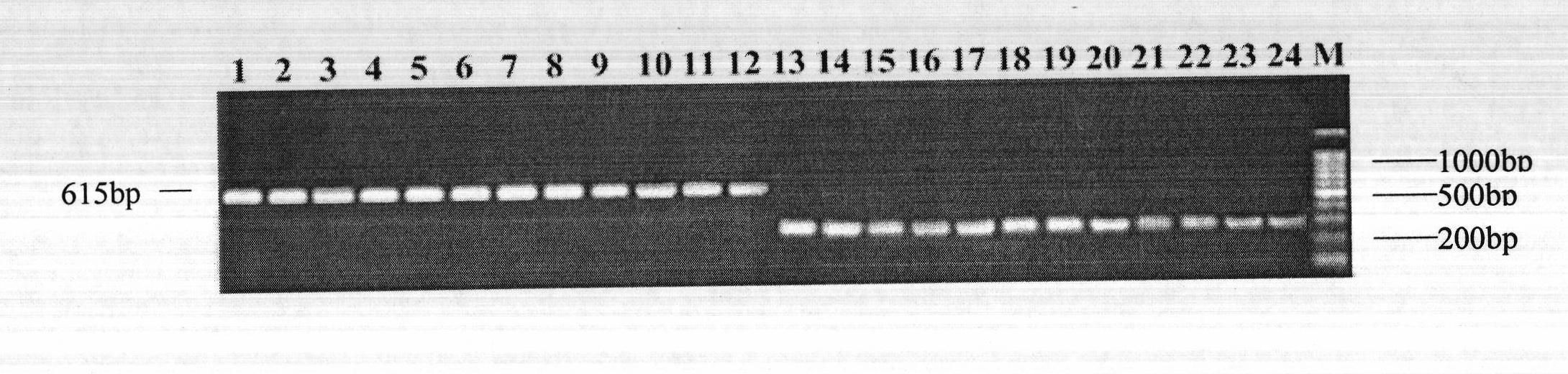 Molecular marker SIsv0701 closely linked with Setaria italica L. Beauv. seta color gene