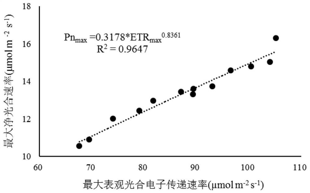 Method for predicting photosynthetic gas exchange parameters by utilizing lettuce chlorophyll fluorescence parameters