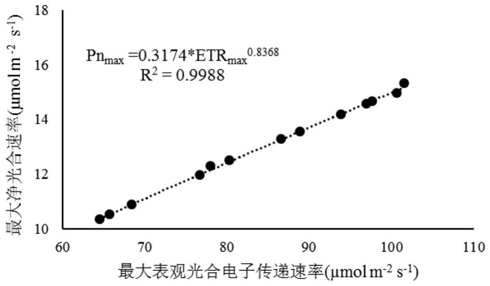 Method for predicting photosynthetic gas exchange parameters by utilizing lettuce chlorophyll fluorescence parameters