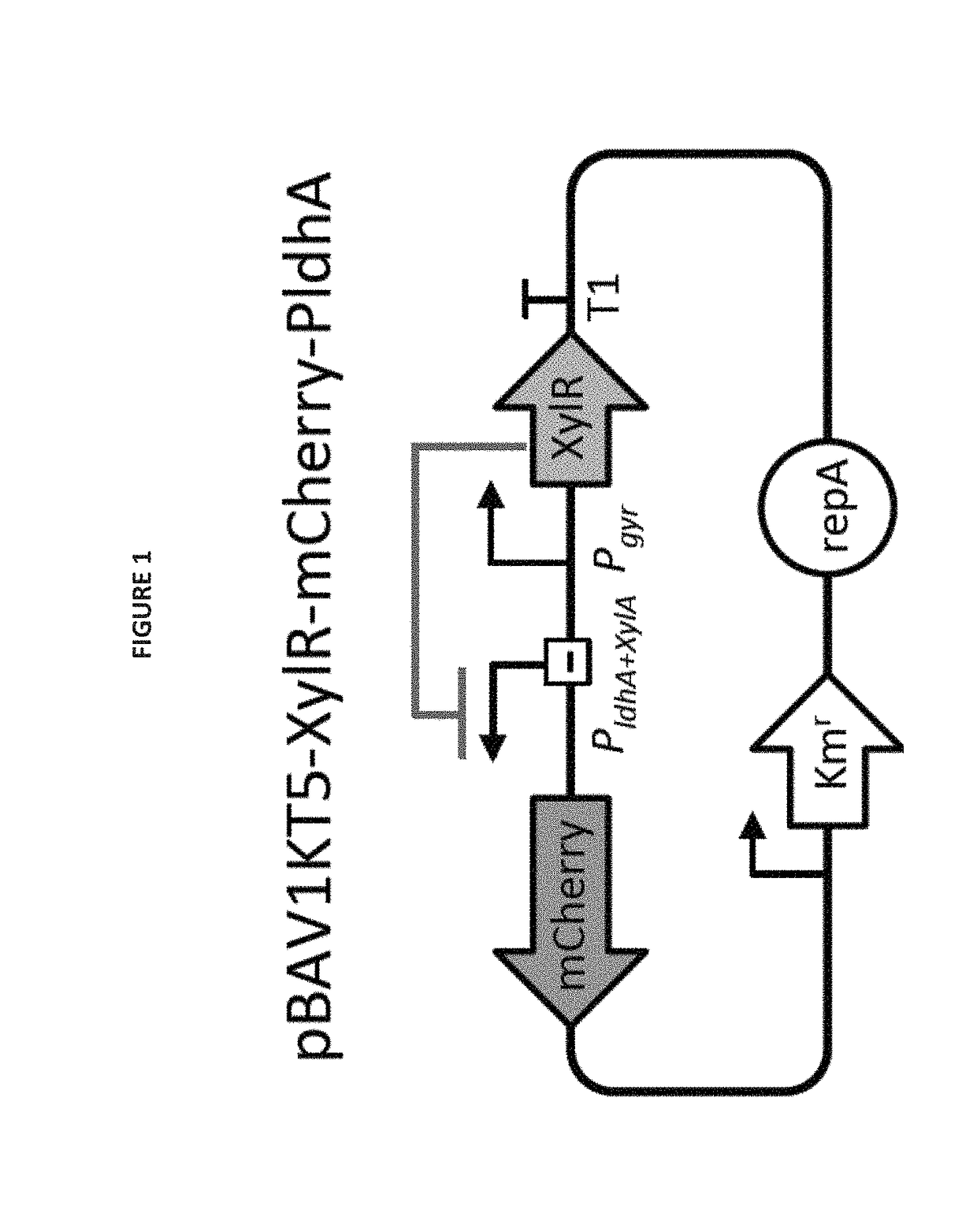 Selectively altering microbiota for immune modulation