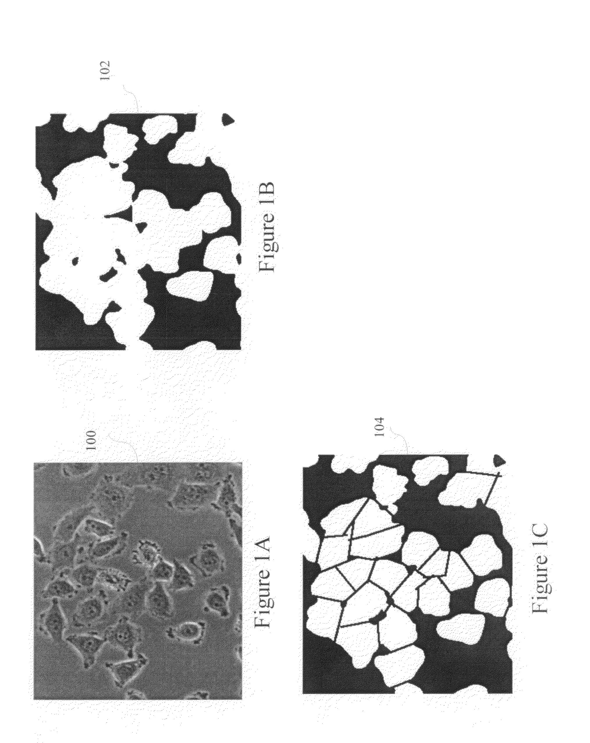 Teachable object contour mapping for biology image region partition