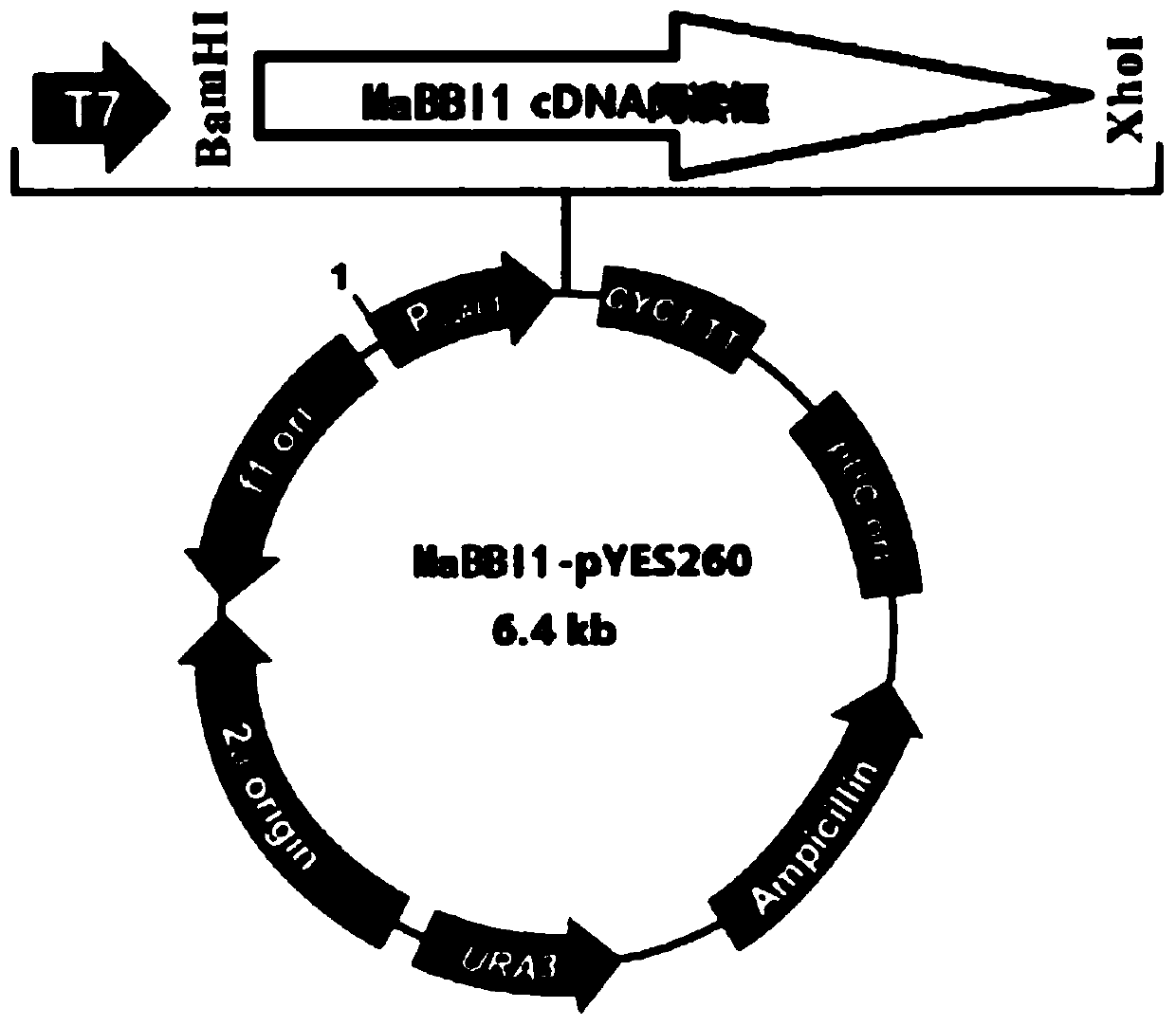 New application of banana antioxidant-related protein mabbi1 and its gene