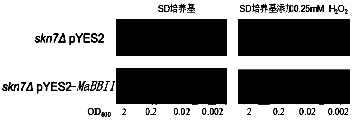 New application of banana antioxidant-related protein mabbi1 and its gene