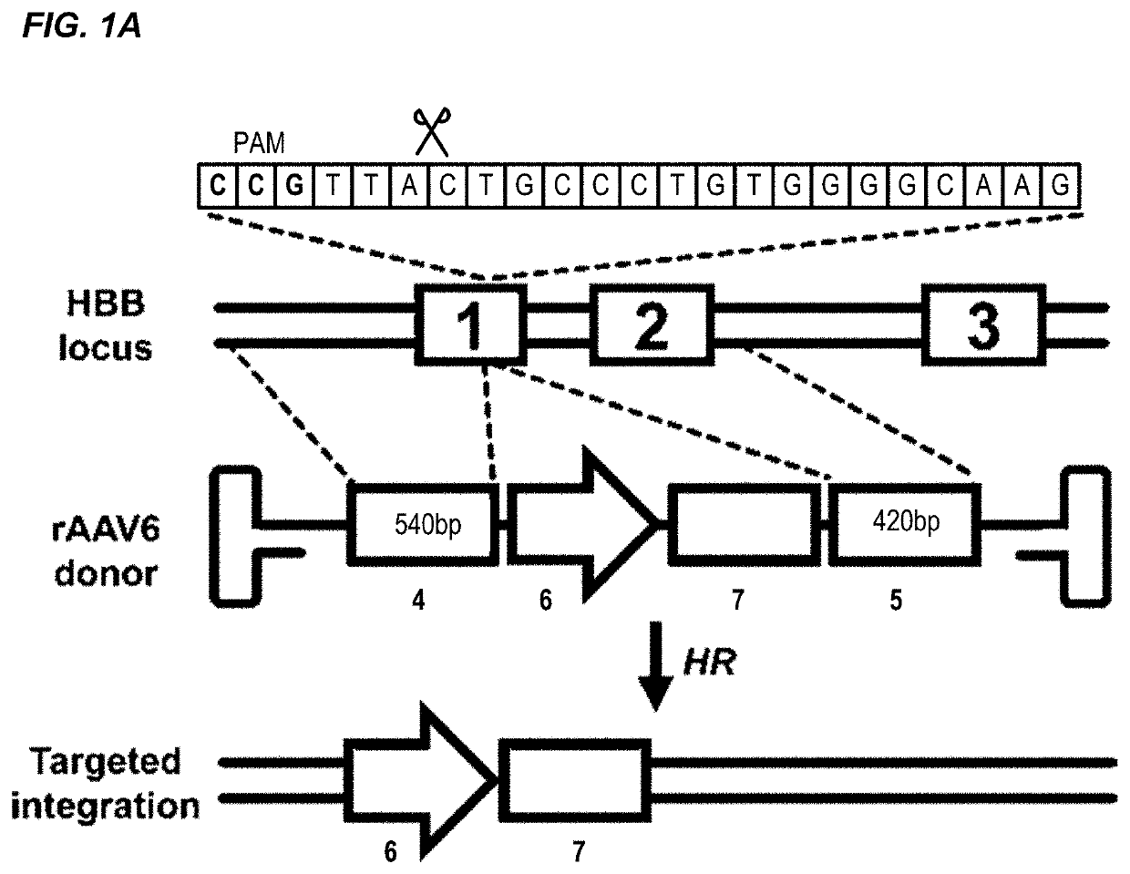 Nuclease-mediated genome editing of primary cells and enrichment thereof