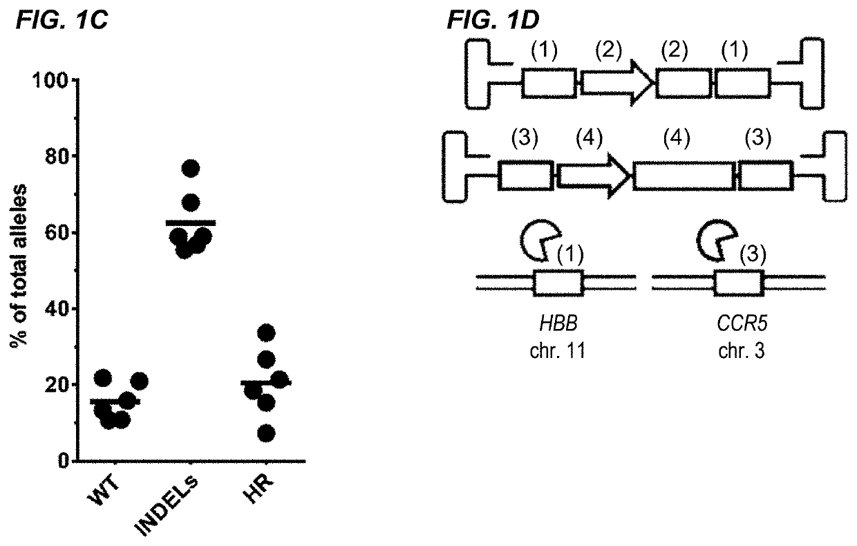 Nuclease-mediated genome editing of primary cells and enrichment thereof