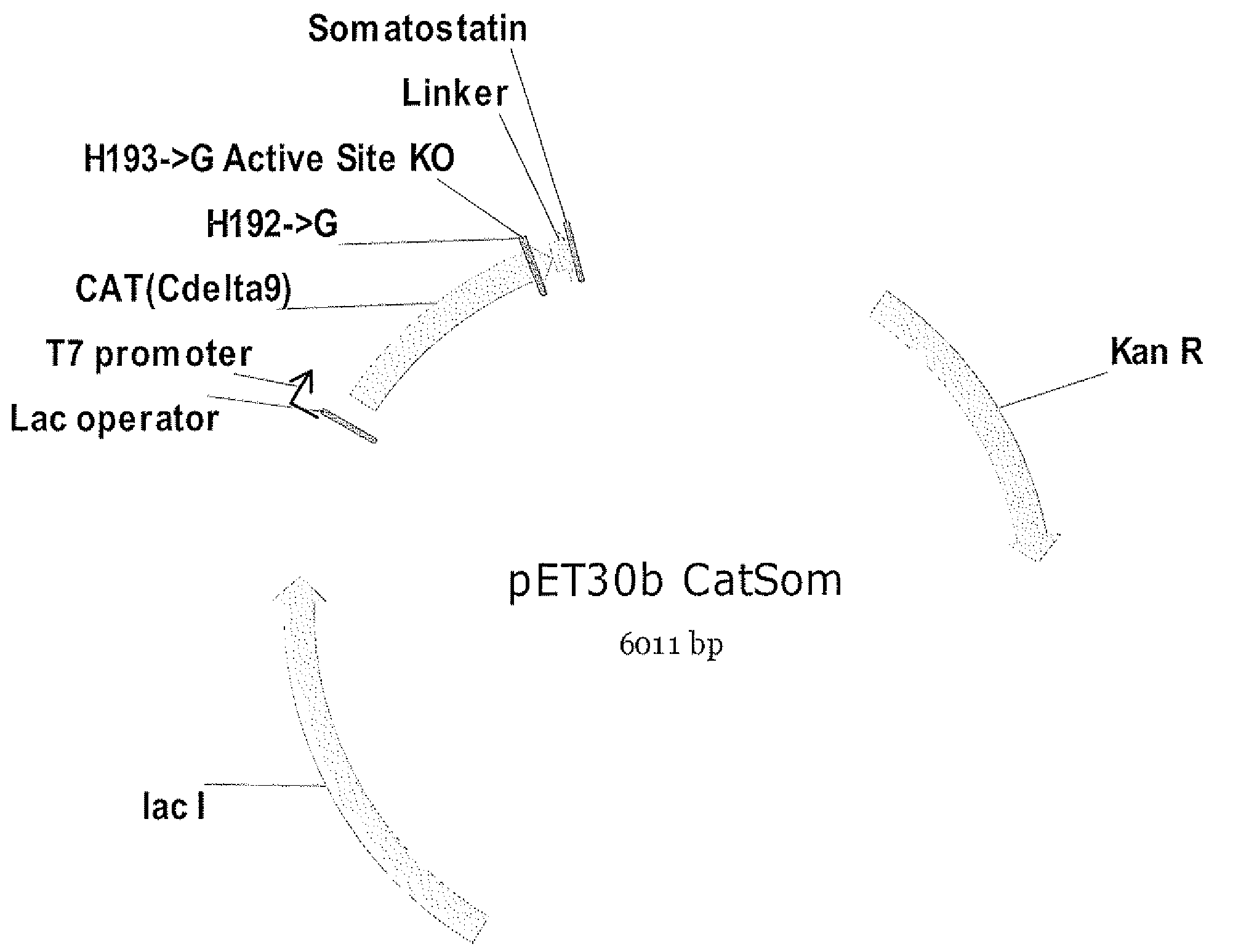 Chloramphenicol acetyl transferase (CAT)-defective somatostatin fusion protein and uses thereof