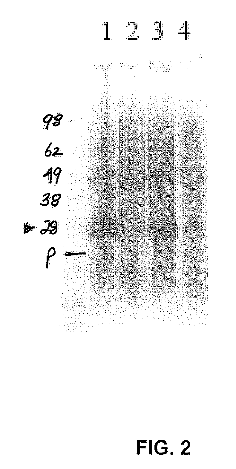 Chloramphenicol acetyl transferase (CAT)-defective somatostatin fusion protein and uses thereof