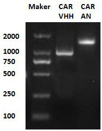 A chimeric antigen receptor (car) targeting bcma and its application