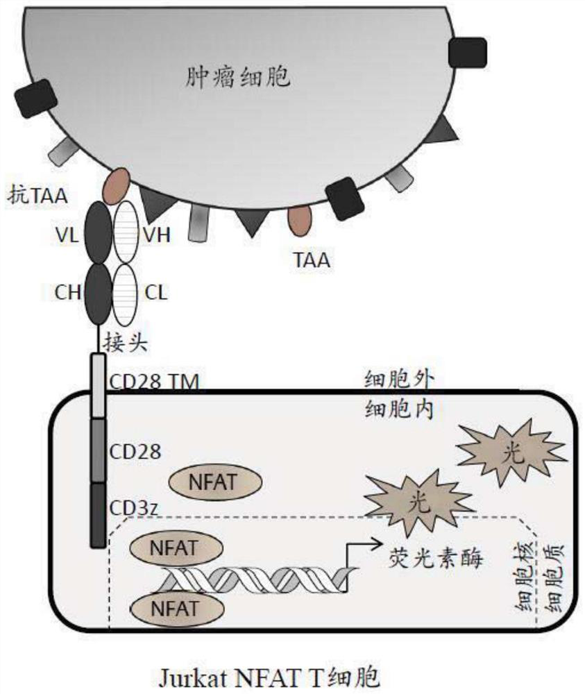 Diagnostic assays to detect tumor antigens in cancer patients