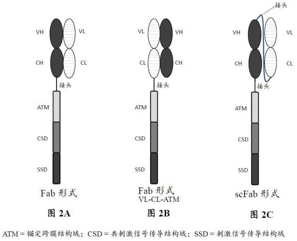 Diagnostic assays to detect tumor antigens in cancer patients