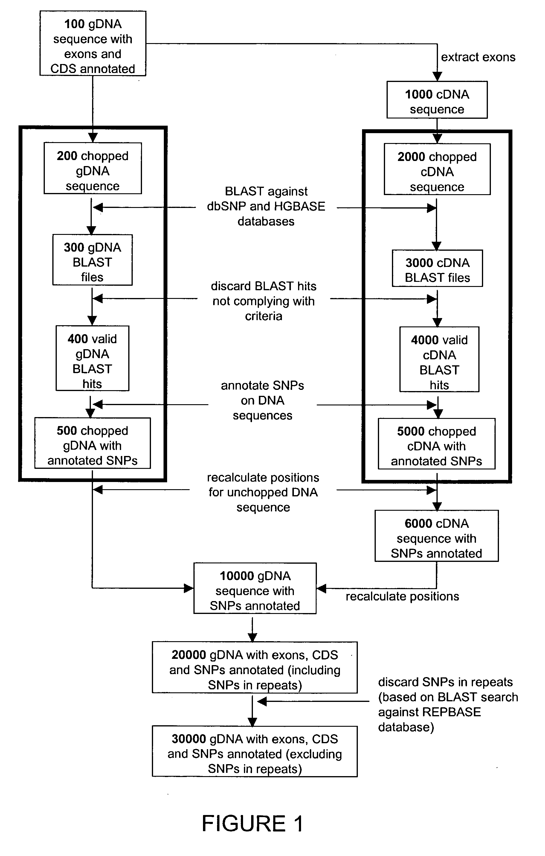 Data mining of SNP databases for the selection of intragenic SNPs