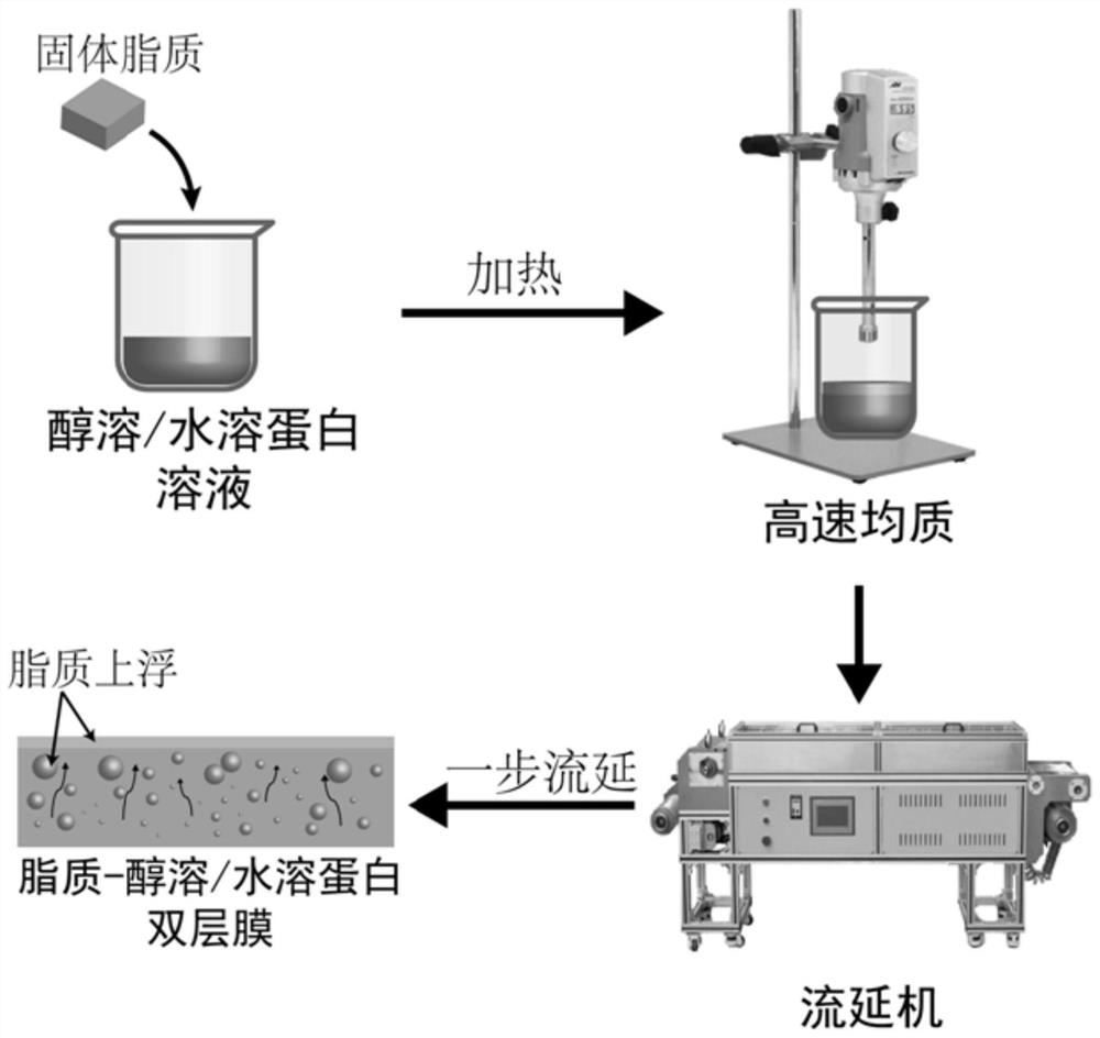 A kind of lipid-protein edible bilayer active film and preparation method thereof