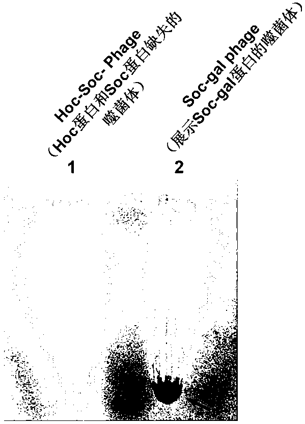 Method for showing foreign protein macromolecule on surface of T4 bacteriophage by using intracellular synchronous expression method