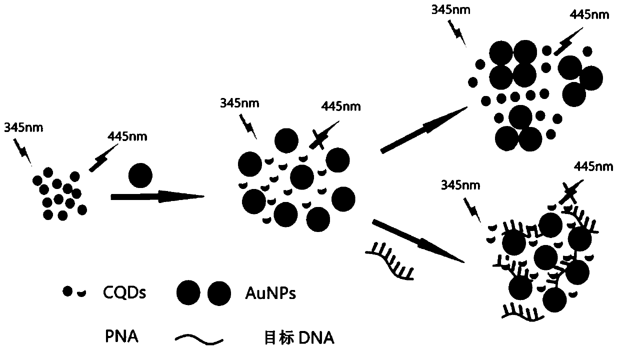 DNA or RNA detection system, detection method and application thereof