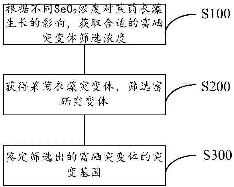 Screening method of chlamydomonas reinhardtii selenium-rich mutant