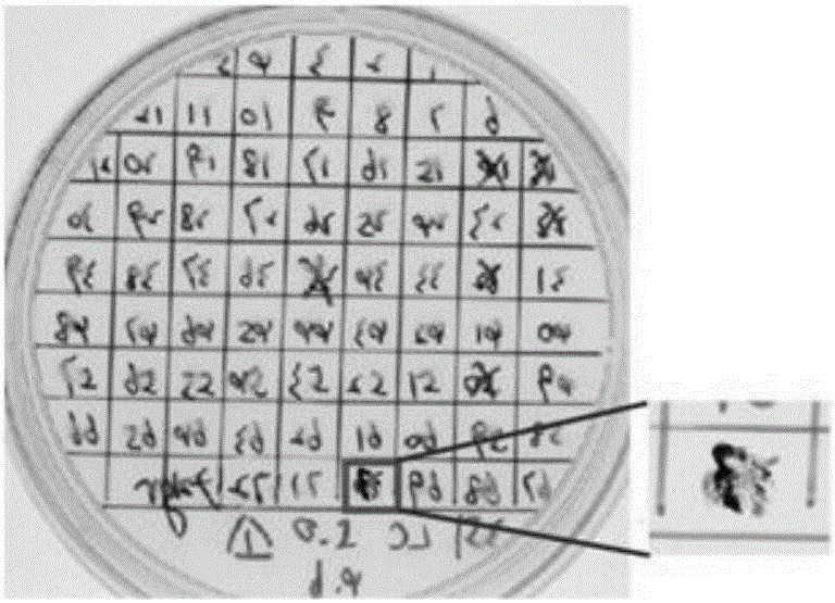 Screening method of chlamydomonas reinhardtii selenium-rich mutant