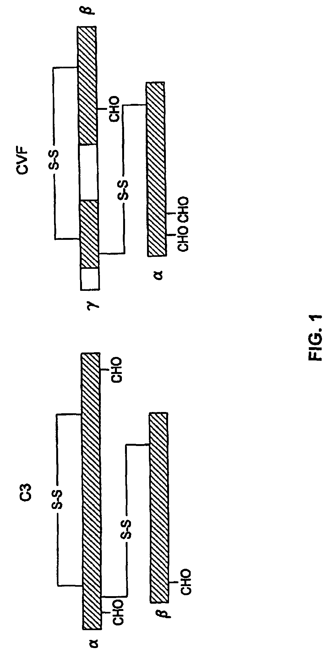 Human complement C3 derivates with cobra venom factor-like function