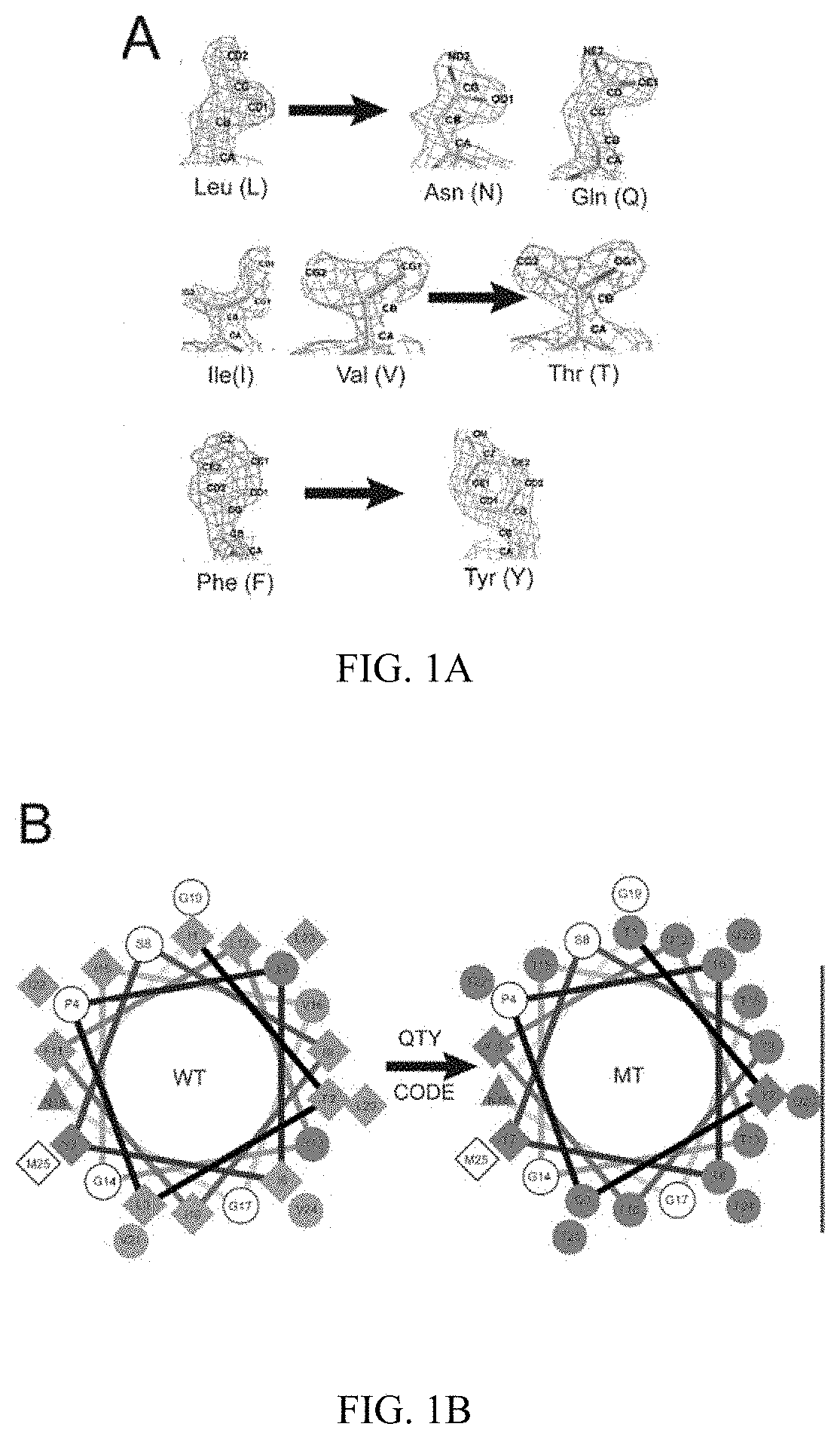 QTY FC Fusion Receptor Proteins