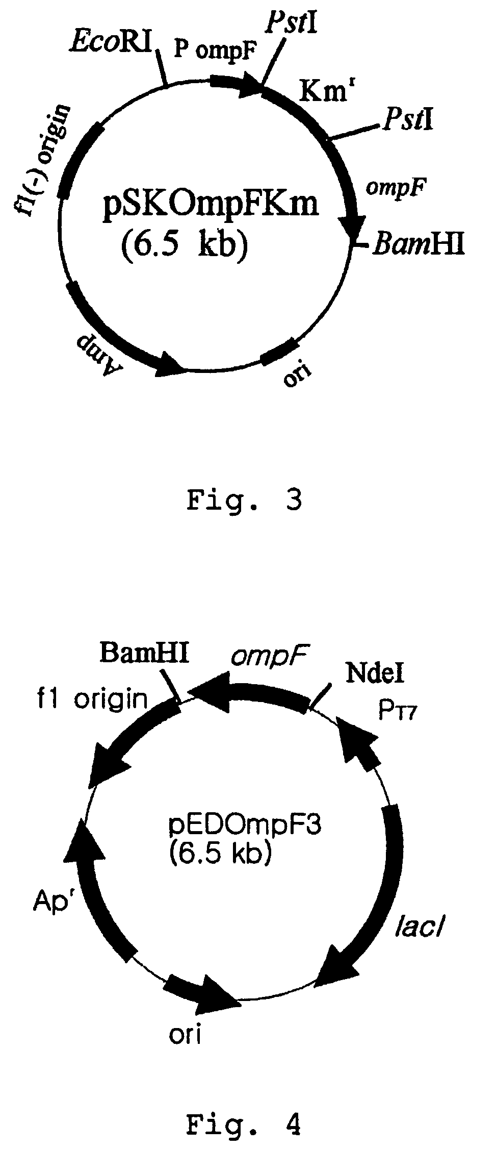 Method for extracellular production of target proteins employing OmpF in E. coli