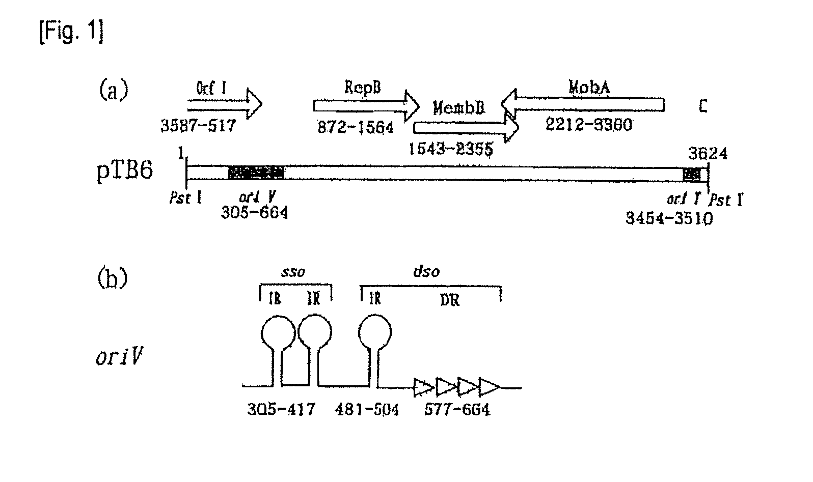 Shuttle vector for Bifidobacterium and Escherichia coli