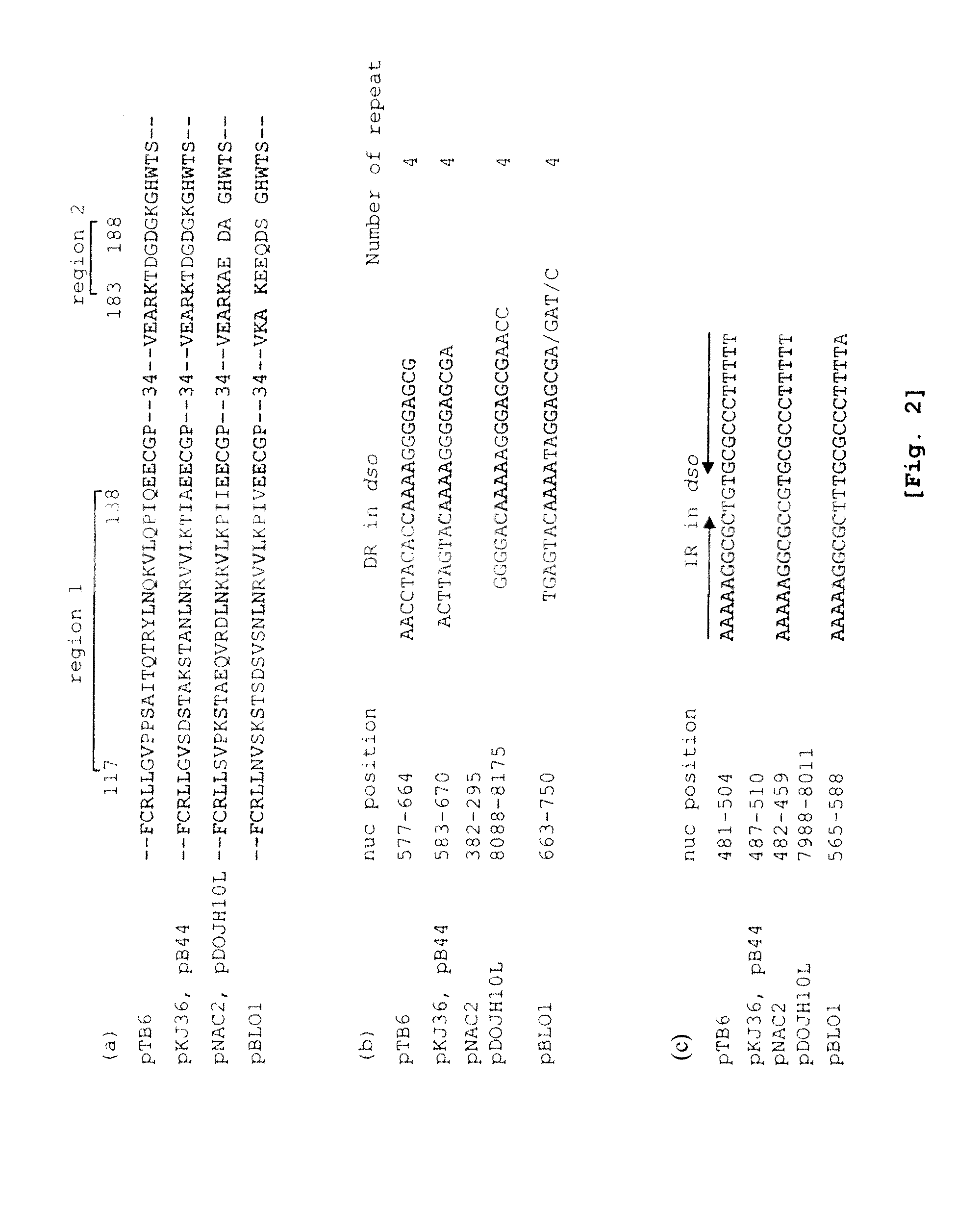 Shuttle vector for Bifidobacterium and Escherichia coli