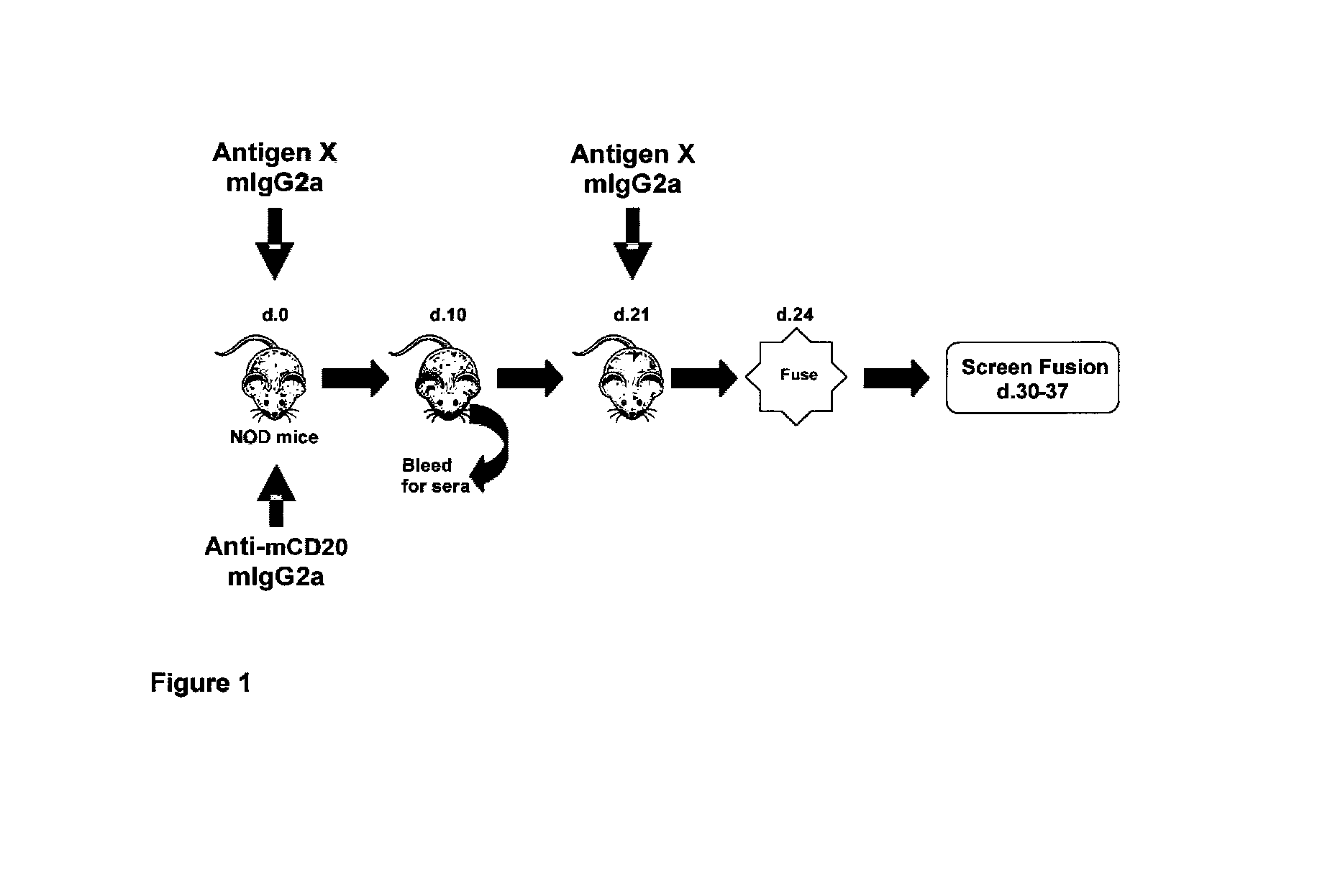 Rapid Generation of Anti-Idiotypic Antibodies